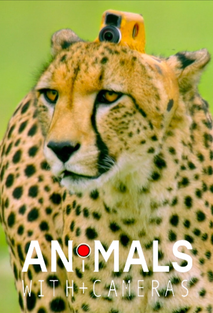 Is “Animals with Cameras, A Nature Miniseries” on PBS
