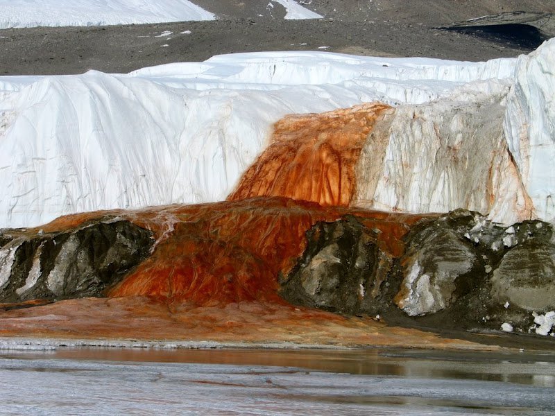 Similarities and Dissimilarities between Blood Glacier Bacteria and The Thing 