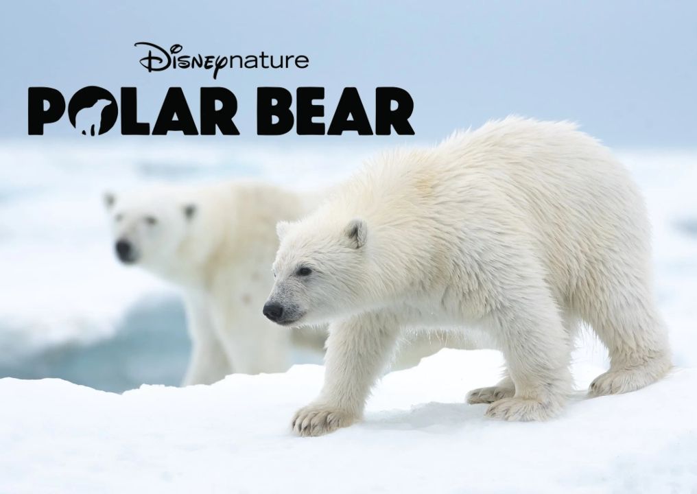 Where to Watch Polar Bear